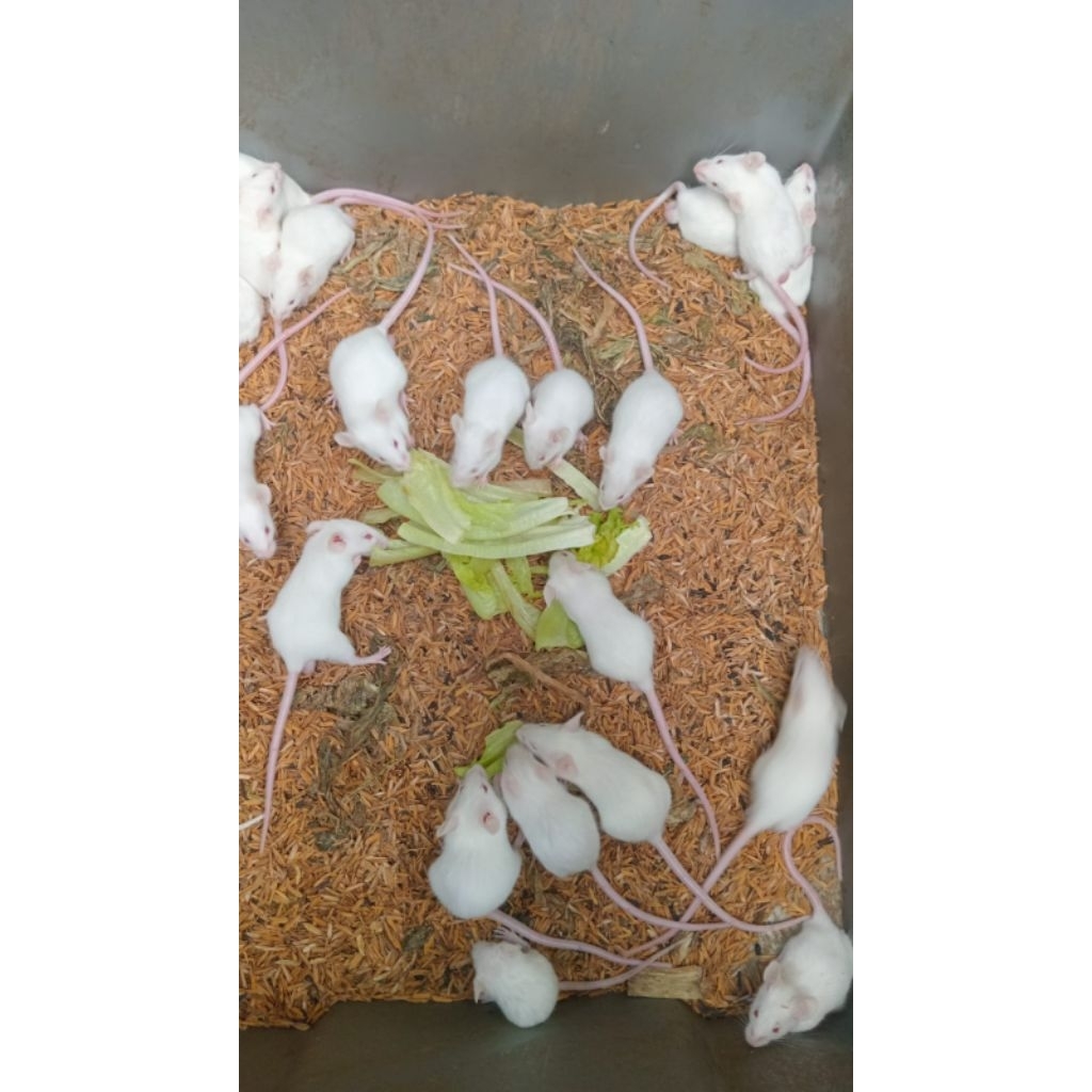 tikus putih mencit dewasa