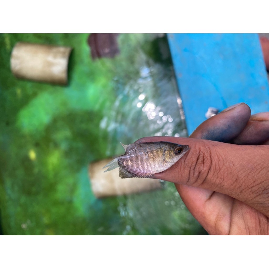 bibit gurame soang ukuran kuku jempol