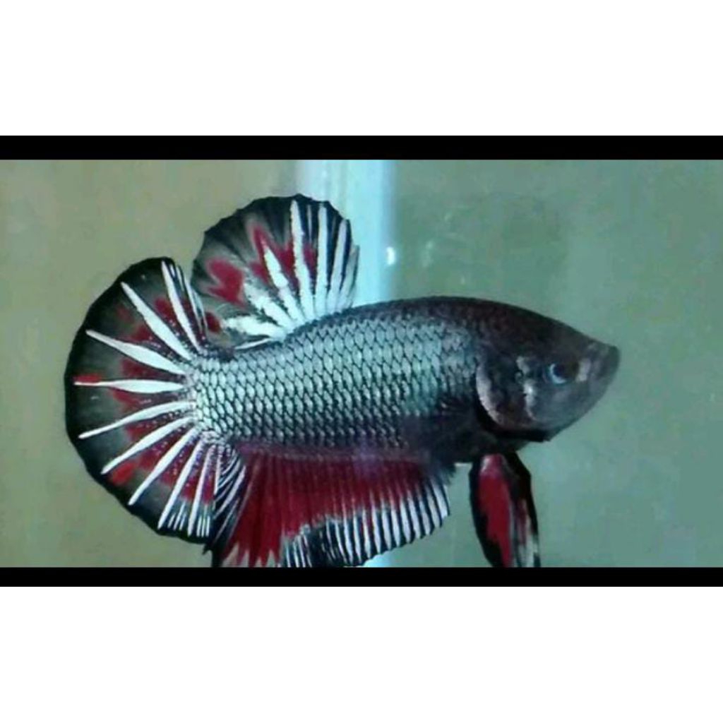 

ikan cupang siap adu jenis pelakat