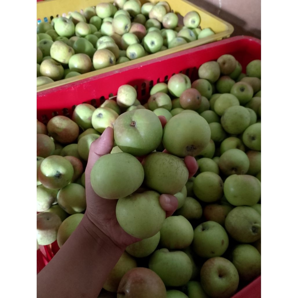 apel manalagi mini 1 kg/ isi 17- 23 buah / apel batu malang