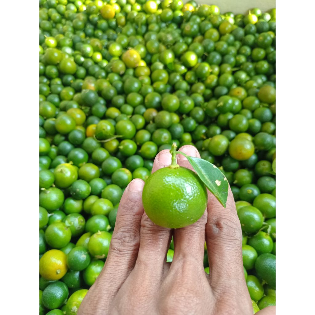 

1.kg jeruk sonkit/kasturi jeruk kunci jeruk lemoncina cui segaar