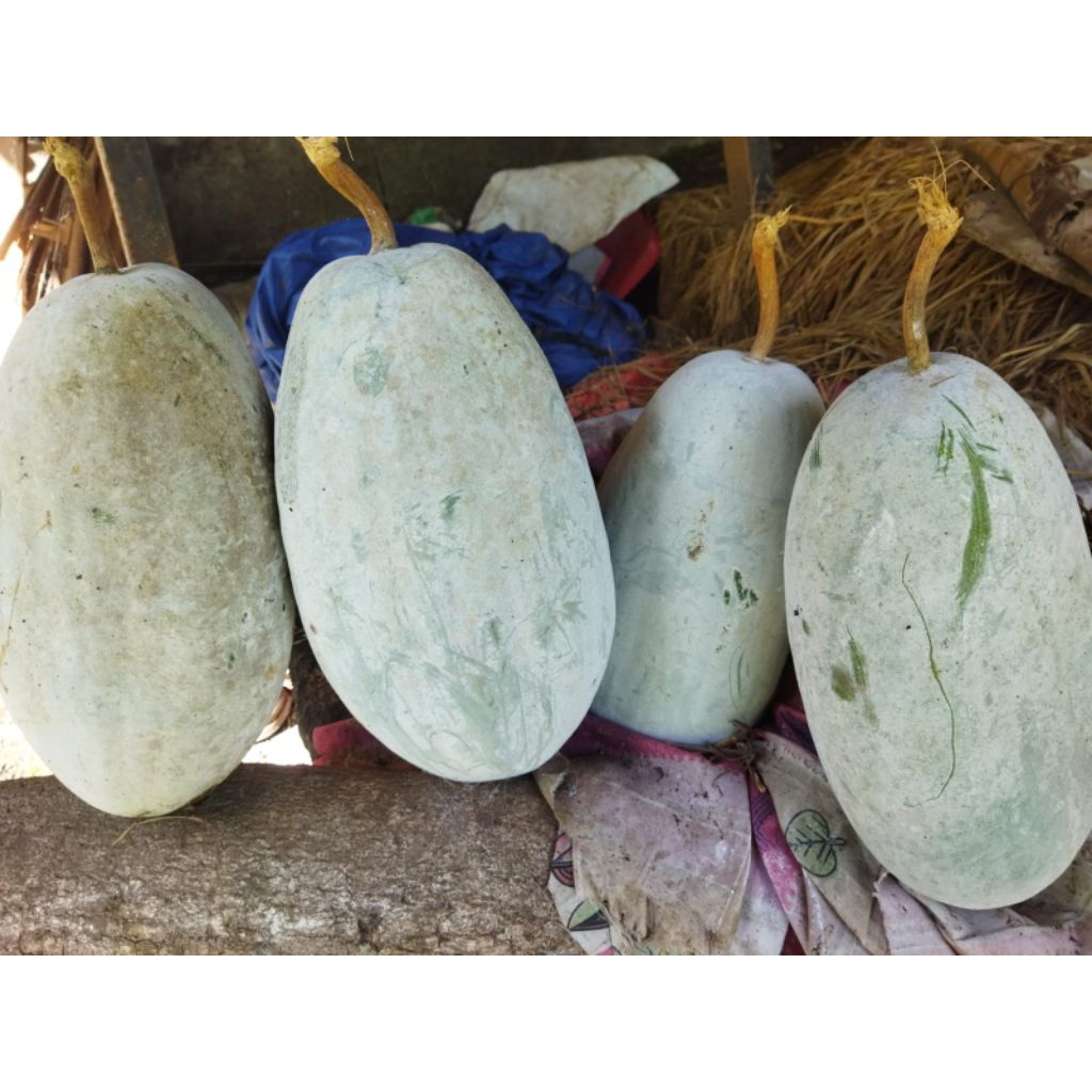 ( 25 BUTIR ) BENIH BIJI BUAH KUNDUR/BLIGO