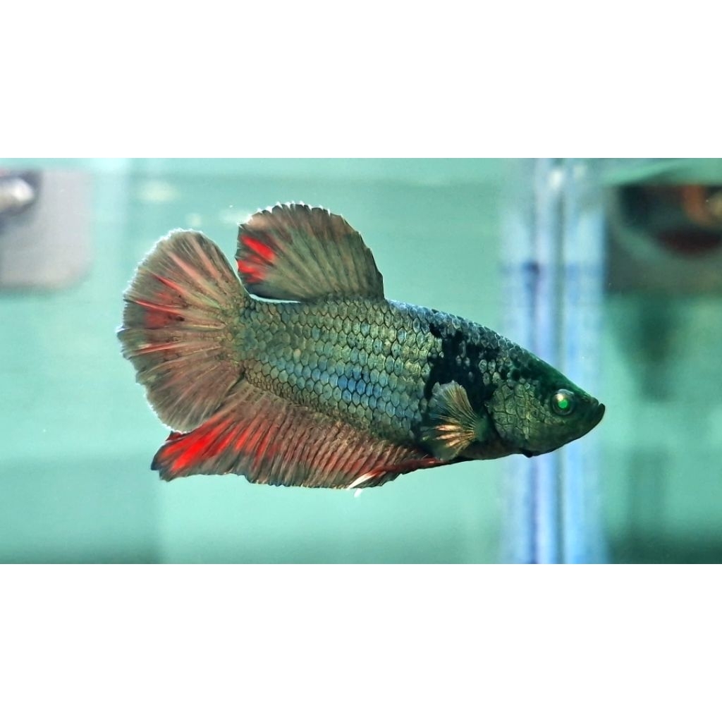 Betta Fish Avatar Copper Hulk Size L