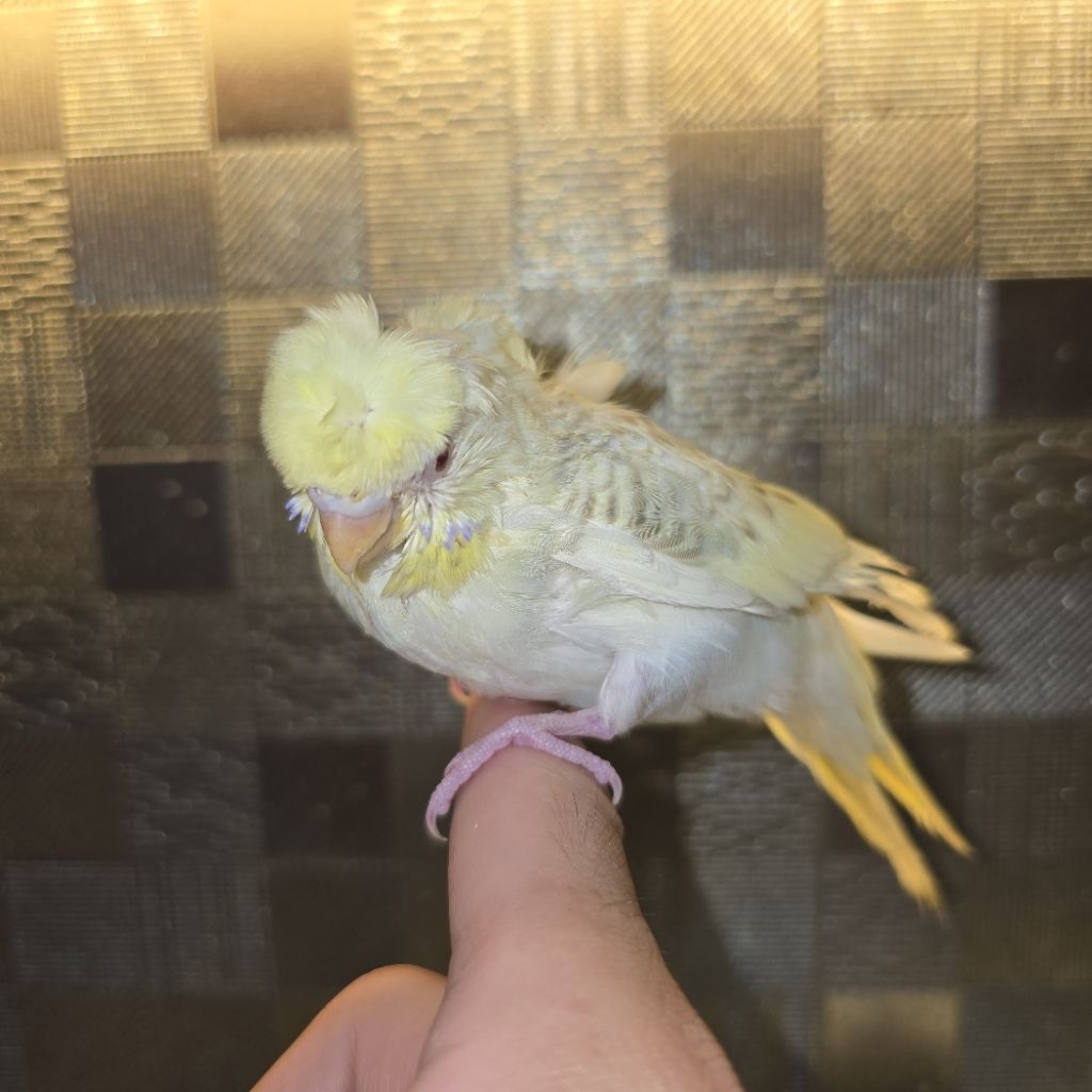 Burung parkit sakura premium Hagoromo