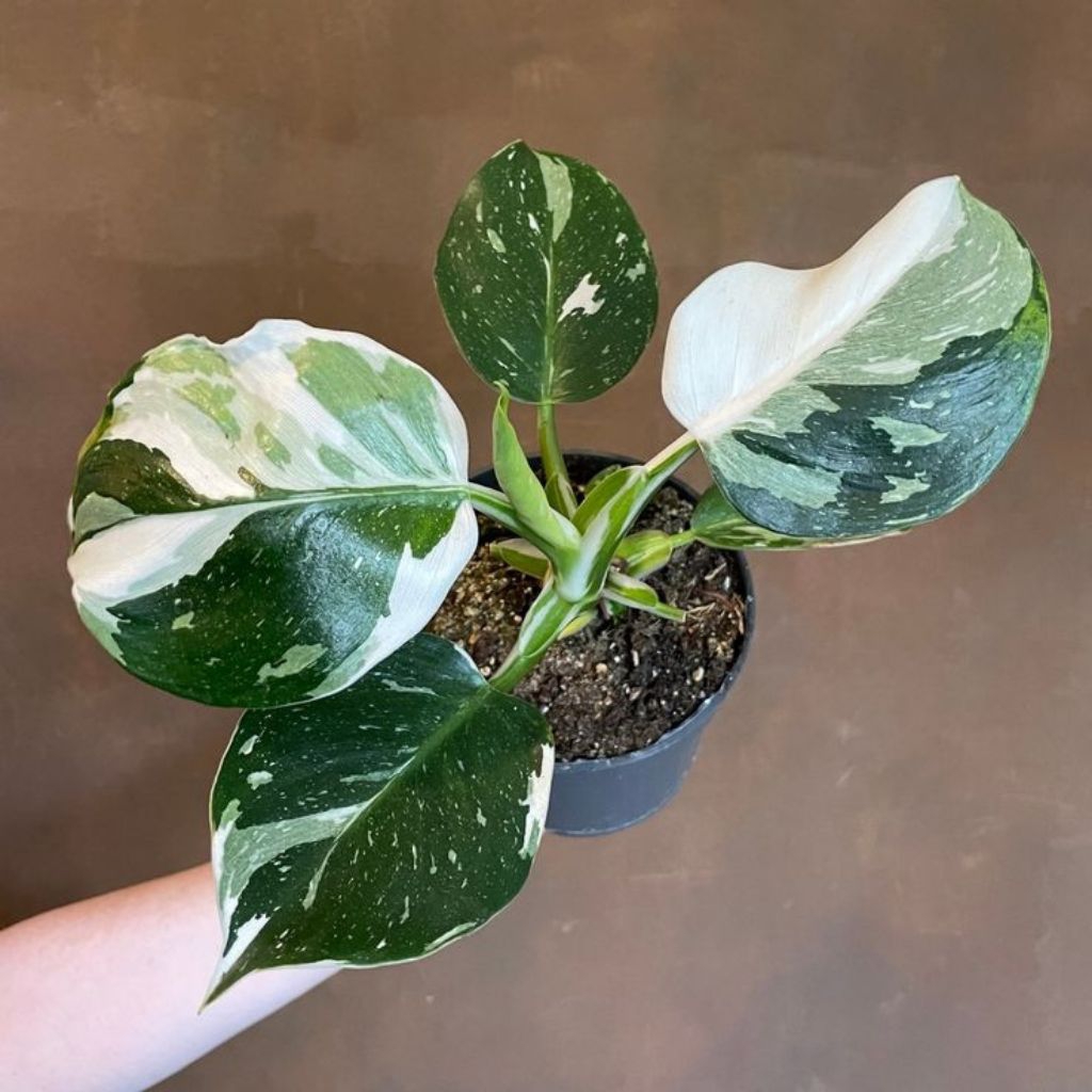 philodendron white wizard