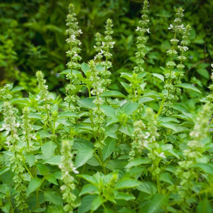 Kemangi segar dan berkualitas bandung