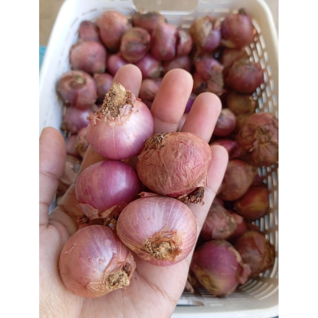 Bawang Merah 500gr 1kg/Bawang Merah Batu/Bawang Merah Brebes/Bawang Merah Jawa/Bumbu Dapur Murah