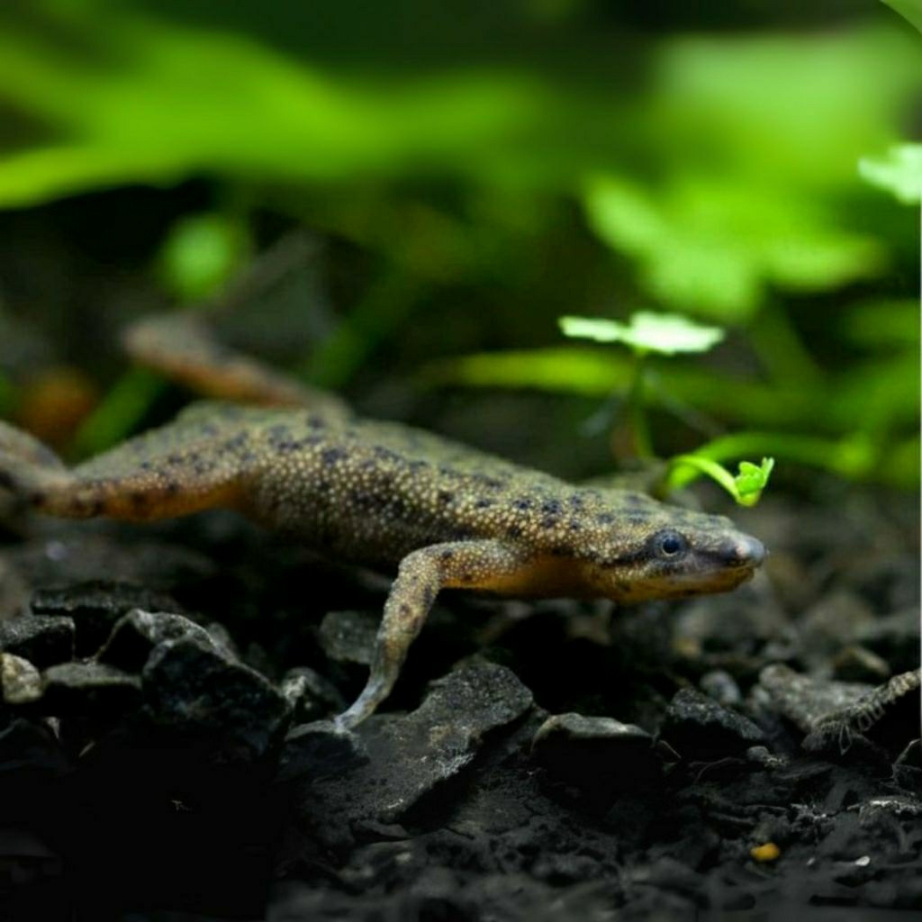 African Dwarf Frog - Anakan (M)