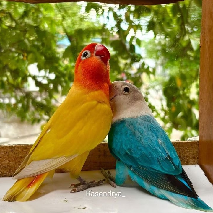 Burung Lovebird sepasang
