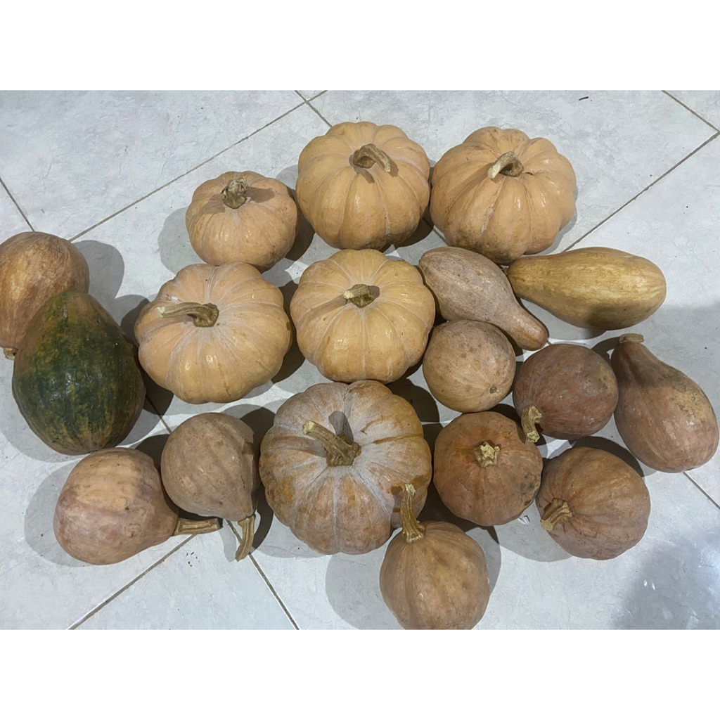 labu kuning waluh parang