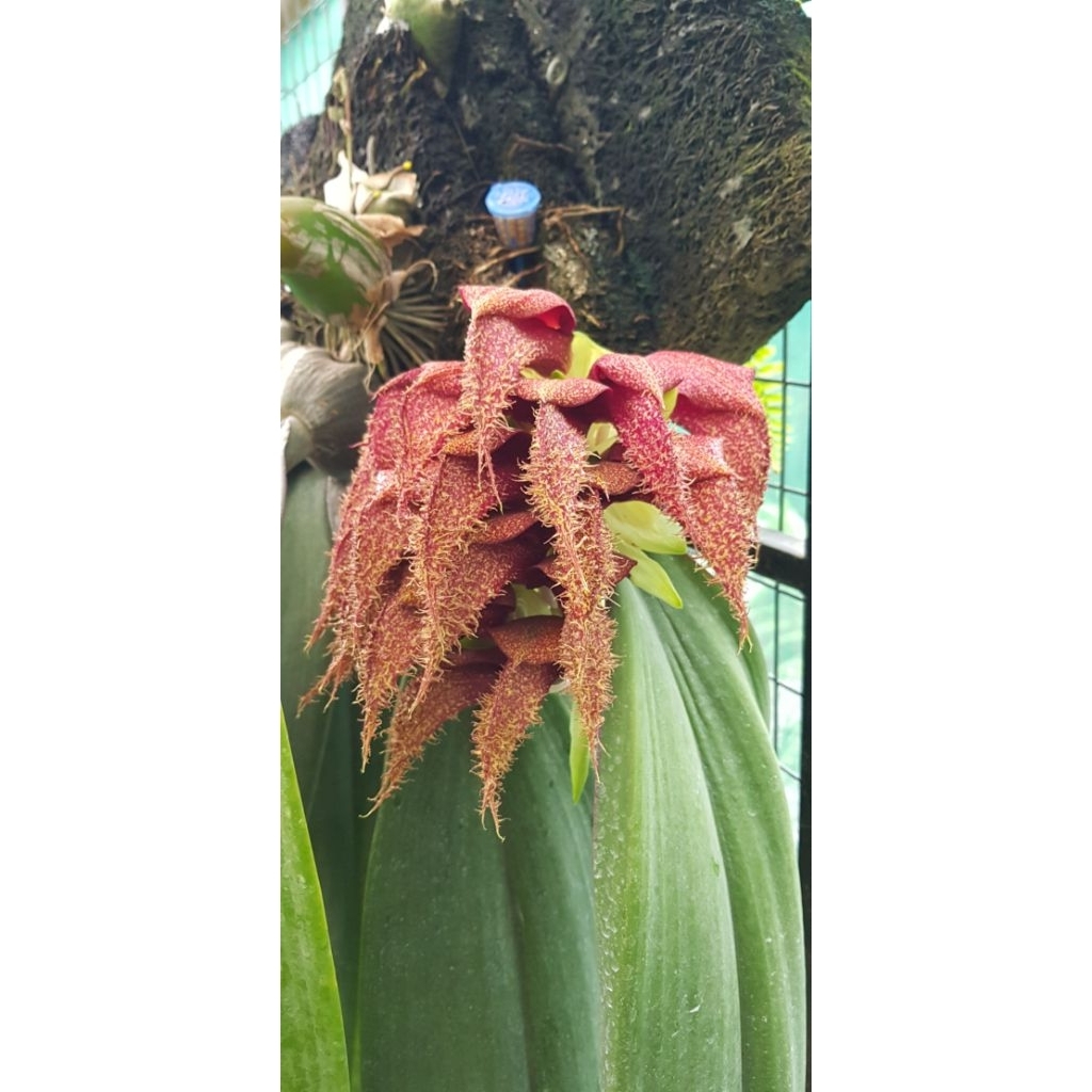 Anggrek Dasi Bulbophyllum phalaenopsis