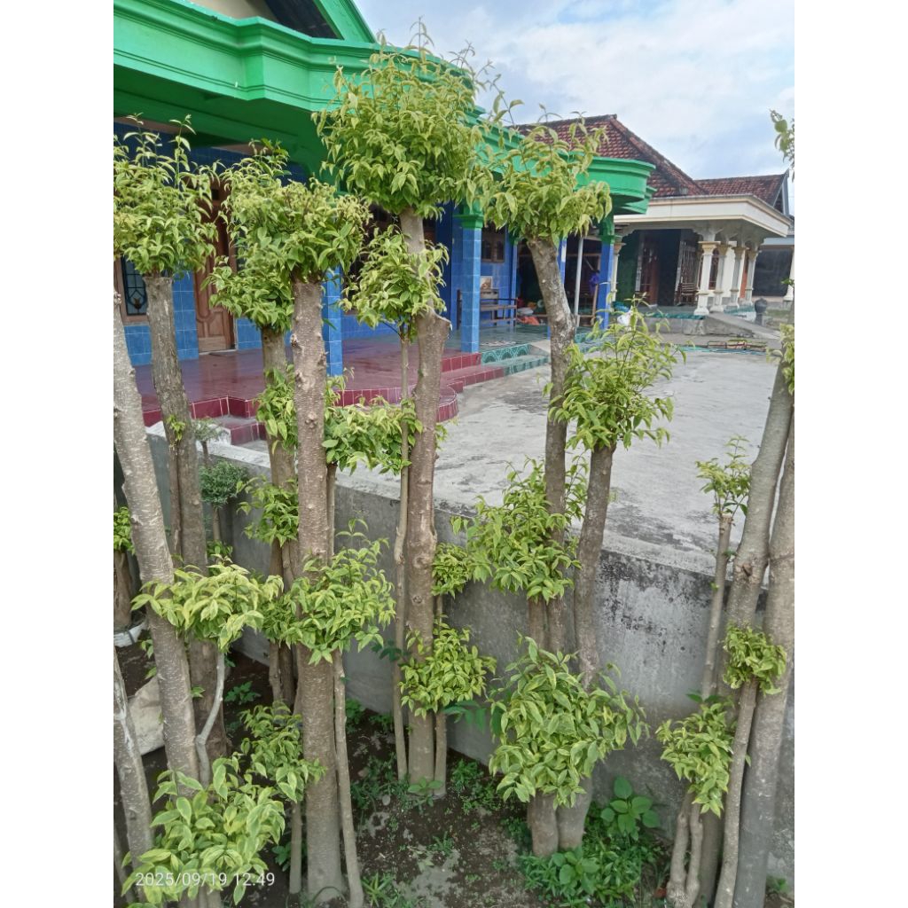 Bonsai anting putri besar