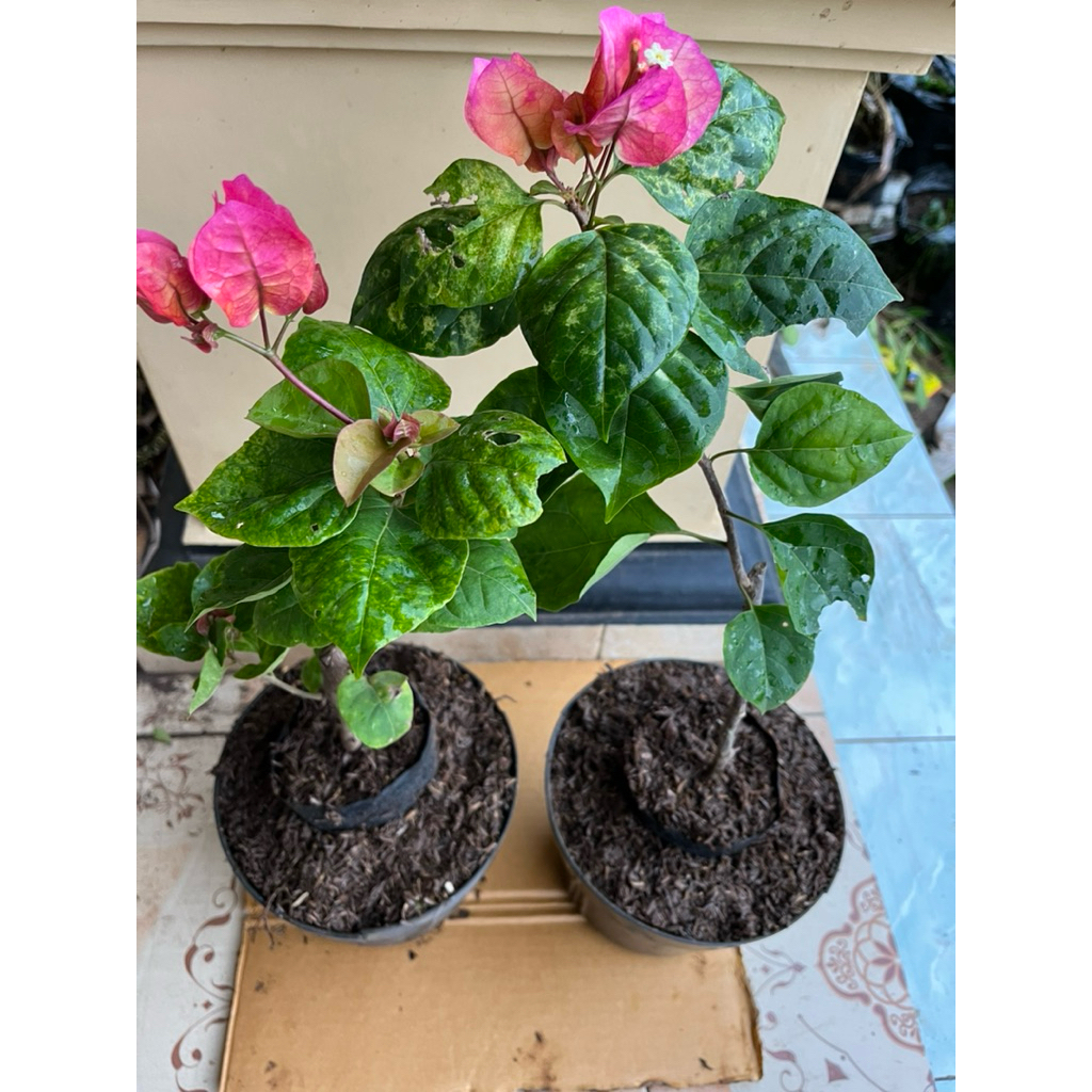 ( Termurah ) Bugenvil Citra Monduring