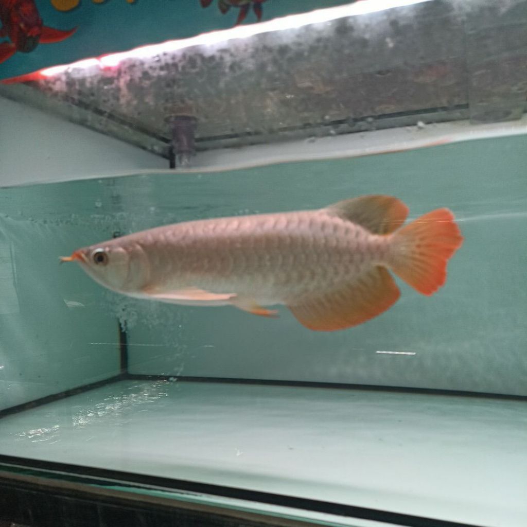 live khusus 4rwana GR dan SR