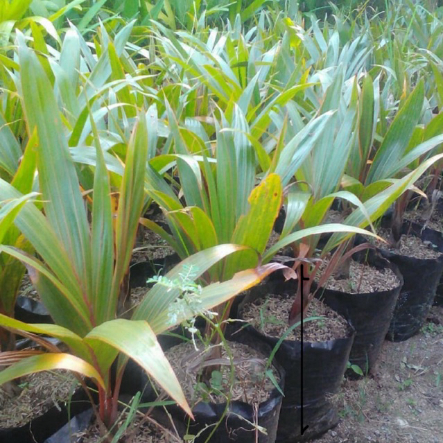 Tanaman Palem Botol / Pohon Palem Botol Merah / Tanaman hias Palem Botol Merah