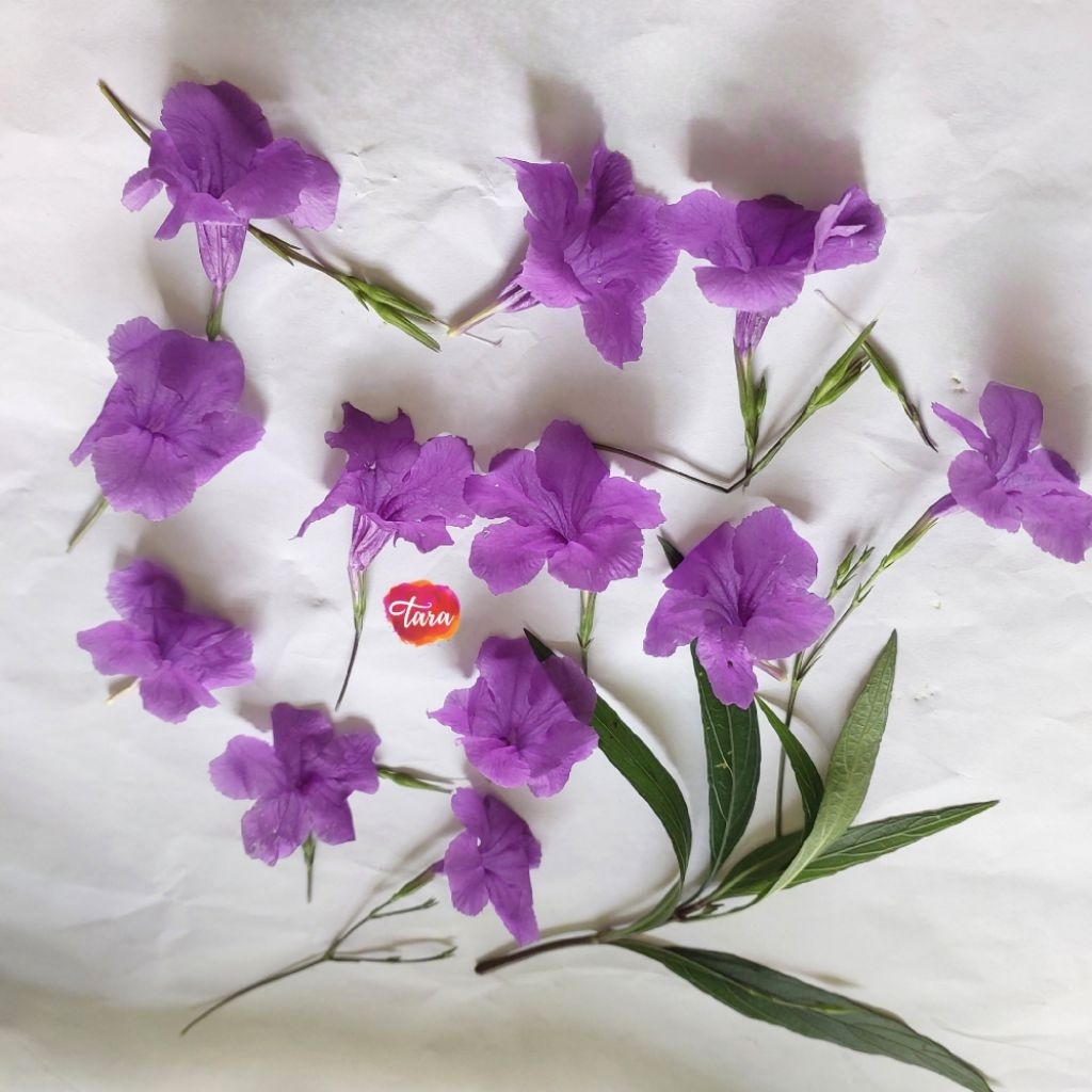 Bunga Kencana Ungu/Ruellia Simplex untuk Ecoprint atau Sebagai Tanaman Hias