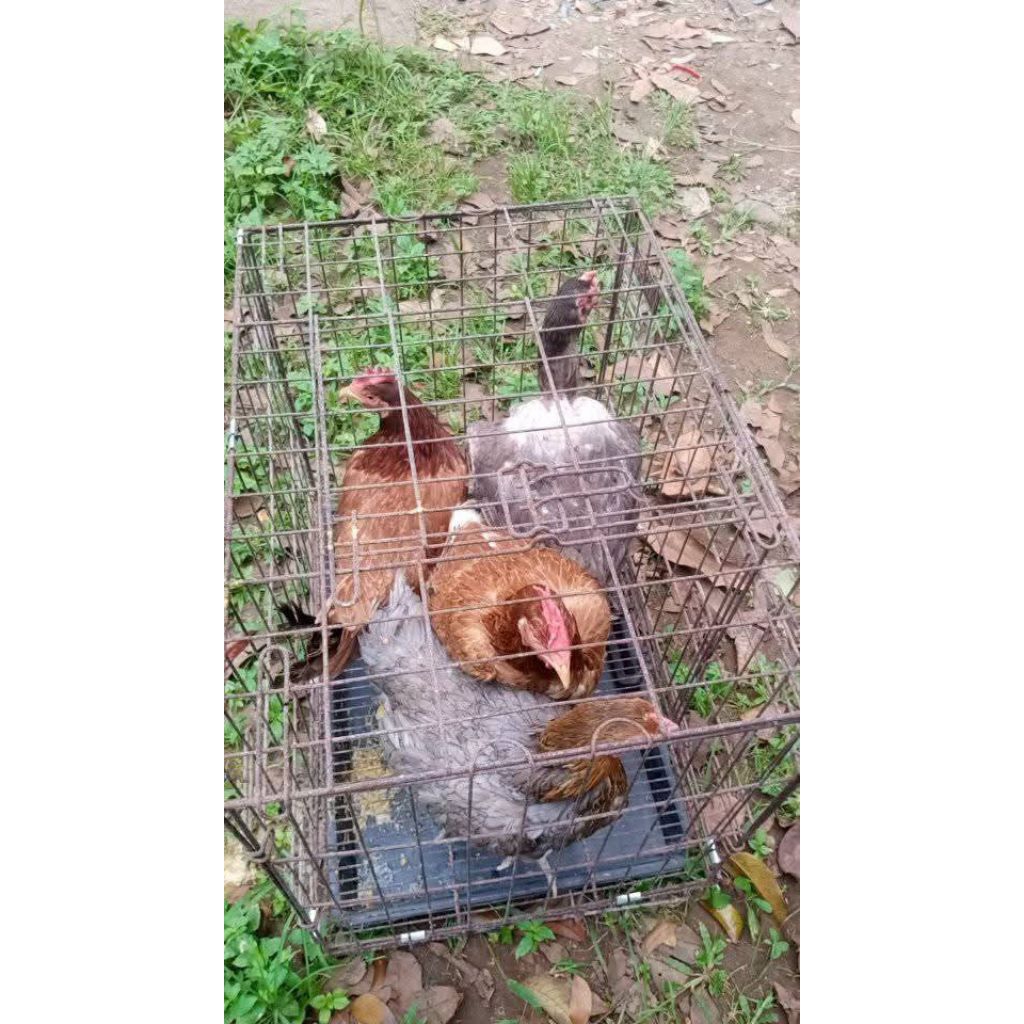 ayam peliharaan ayam kampung jago & betina/ayam kampung sepasang