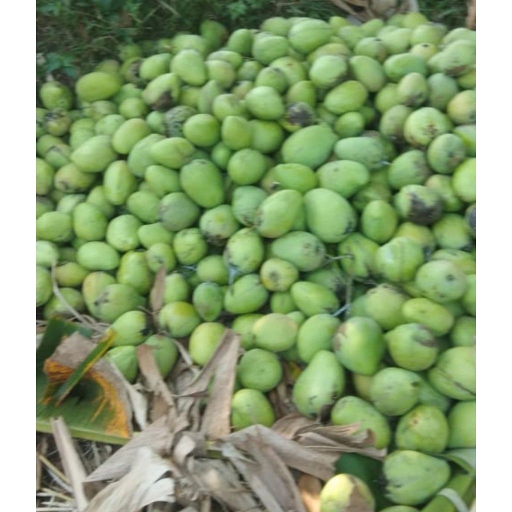 Mangga cengkir munding 1000gr