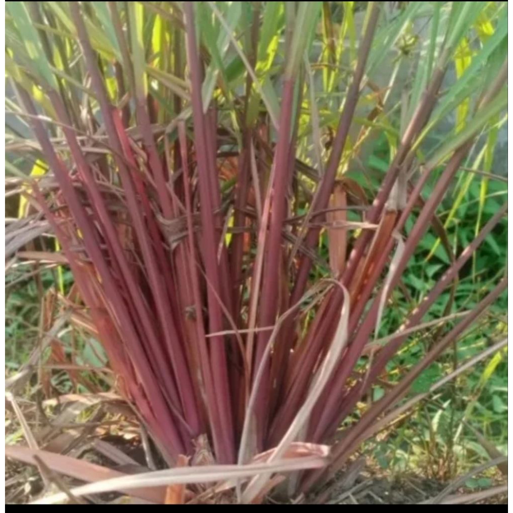 

Sereh merah atau sereh wangi asli 500gr bisa untuk bibit