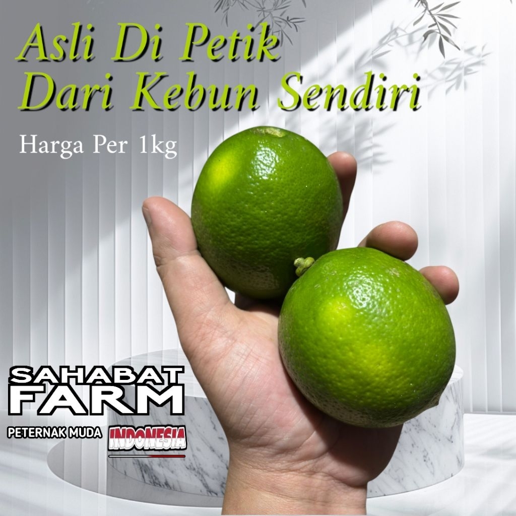 JERUK LEMON CALIFORNIA HIJAU SEGAR ORGANIK