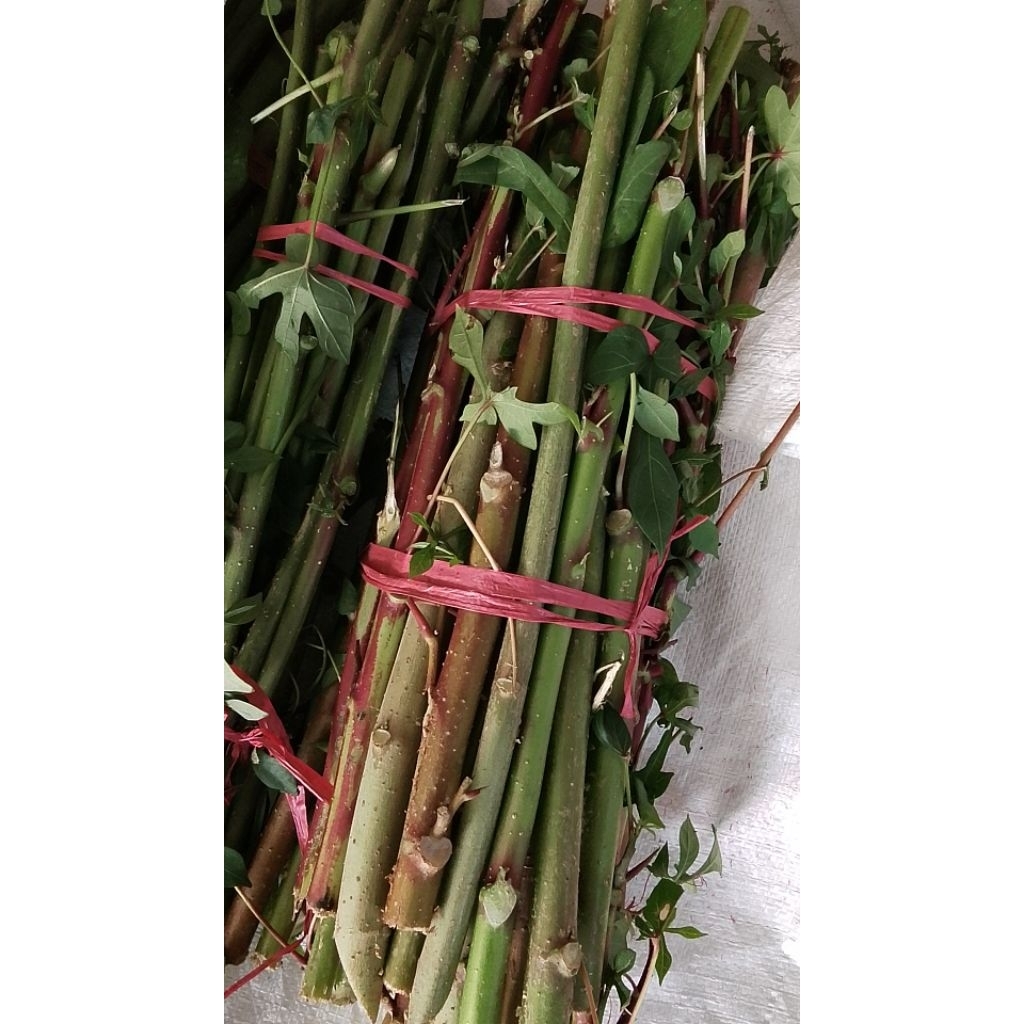 Bibit Tanaman Isi 50 Batang