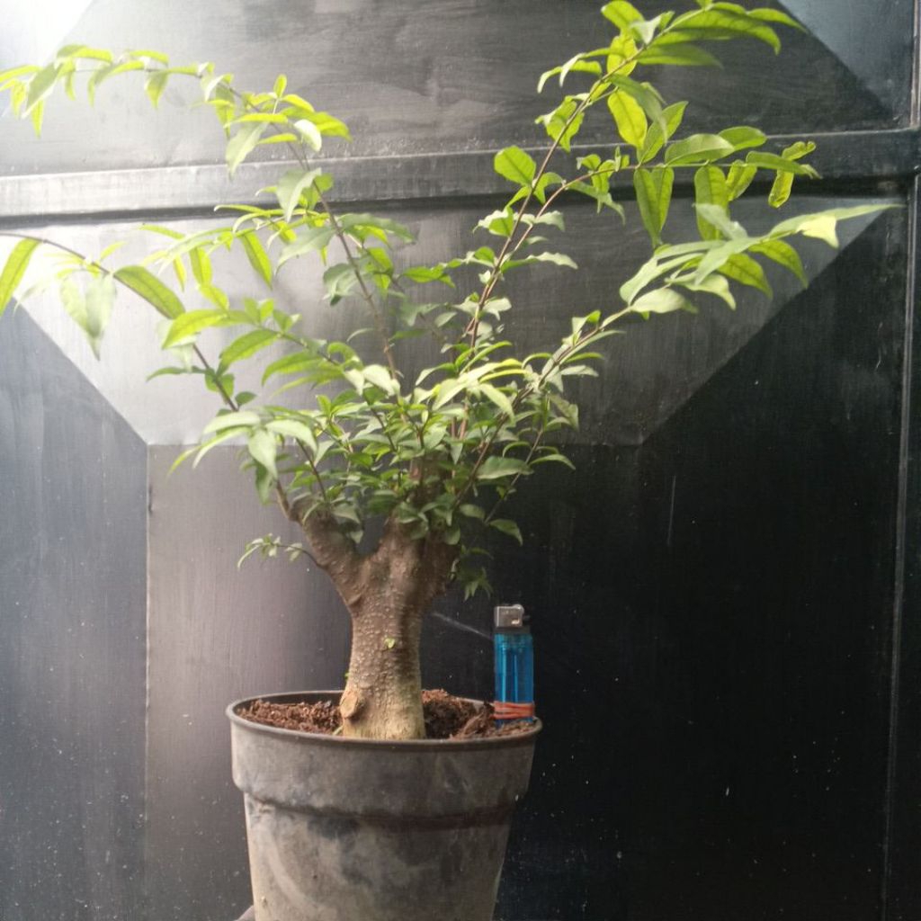 BAHAN BONSAI ANTING PUTRI SMALL