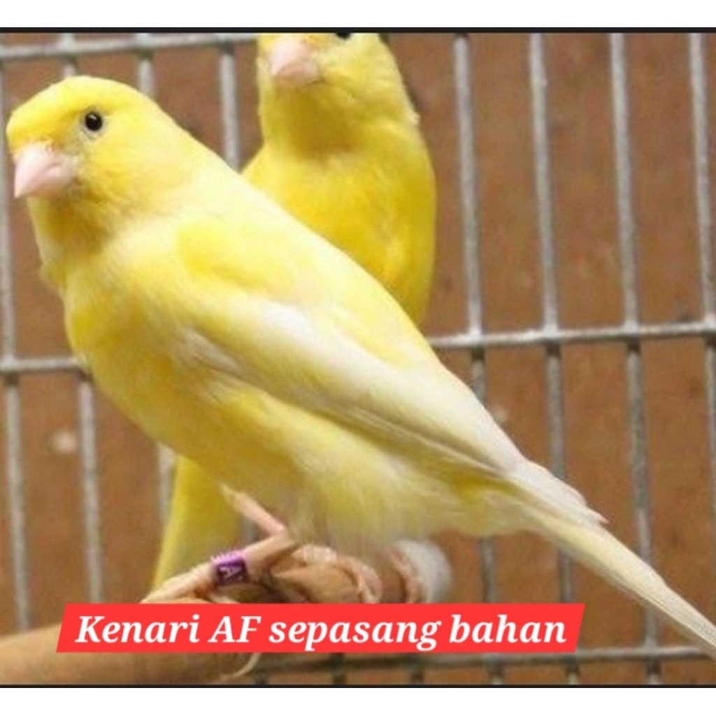 kenari af sepasang bahan warna cerah siapan