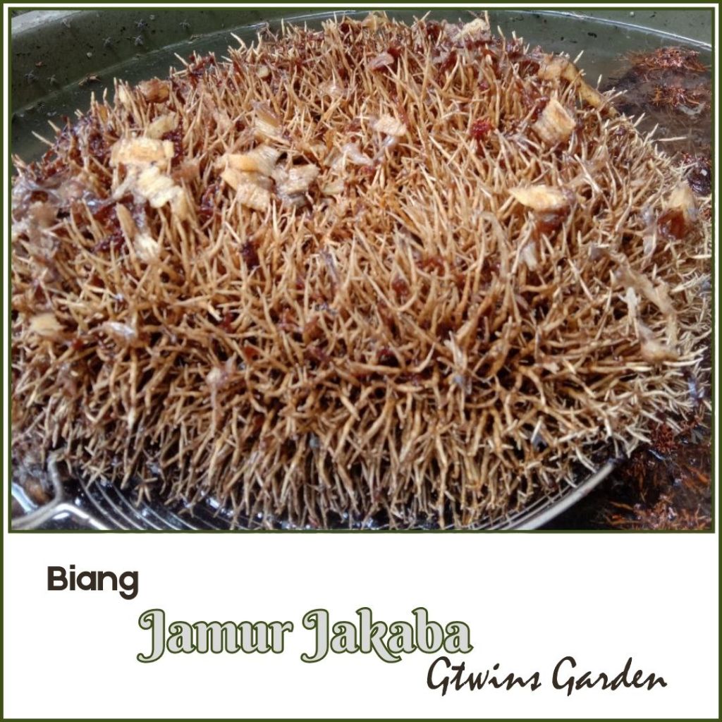 GG | Jakaba Kering / Basah Biang Jakaba / Bibit / Spora Jakaba Pupuk segala tanaman