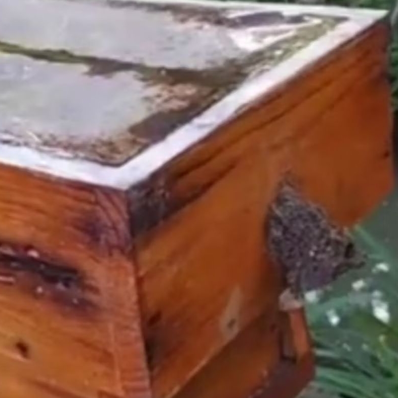 Sarawakensis, Klanceng Kuning/Koloni/Kele/Galo/Lanceng/Levi/Trigona/Kelulut/Teuweul/Tewul/Linot/teuw