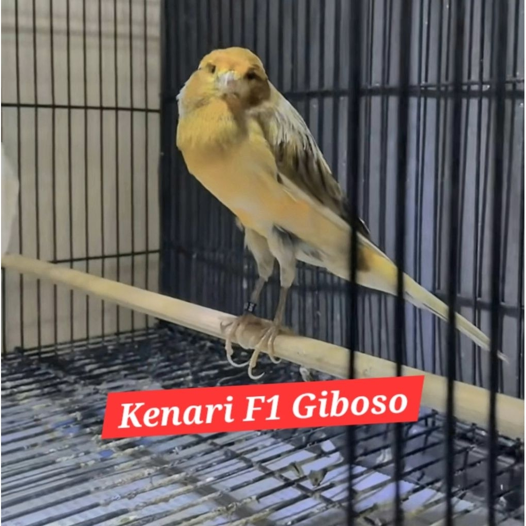 kenari f1 giboso  original  f1gb