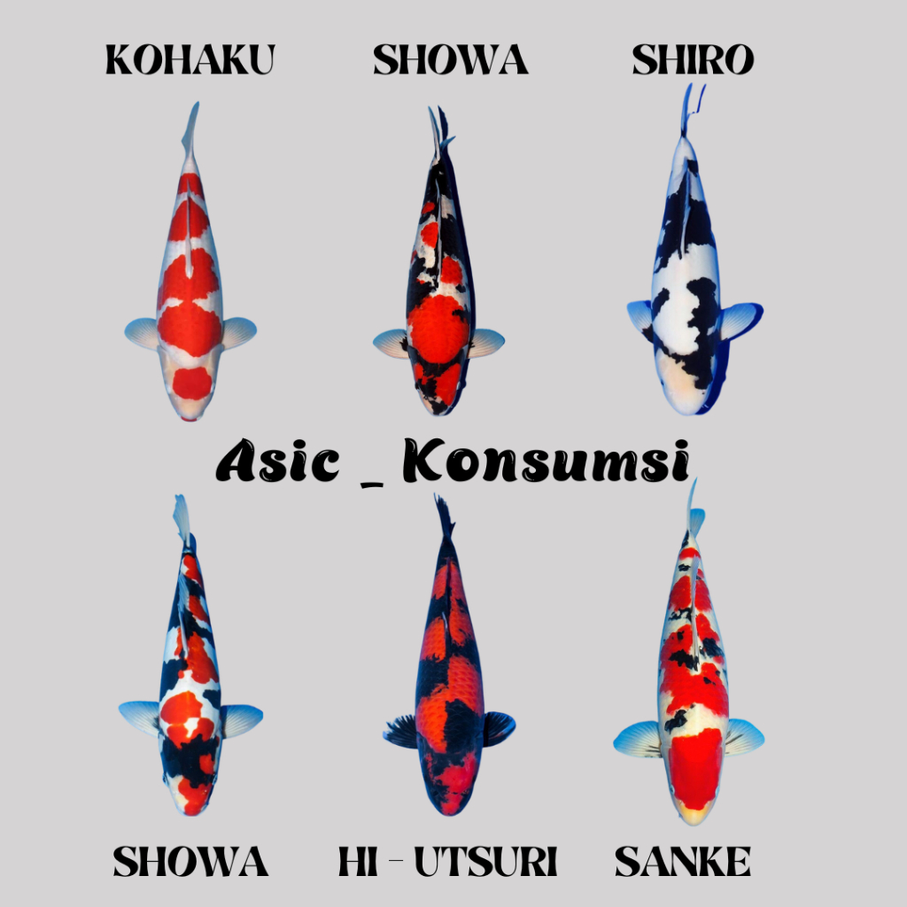 Ikan Koi Kohaku Sanke Shiro Showa Grade A Size 7-9 Cm / Koi Murah Berkualitas Warna Cantik