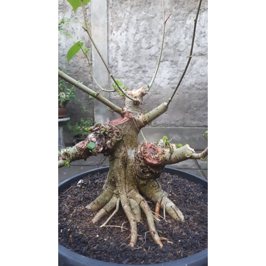 Bahan waru taiwan biasa prokar