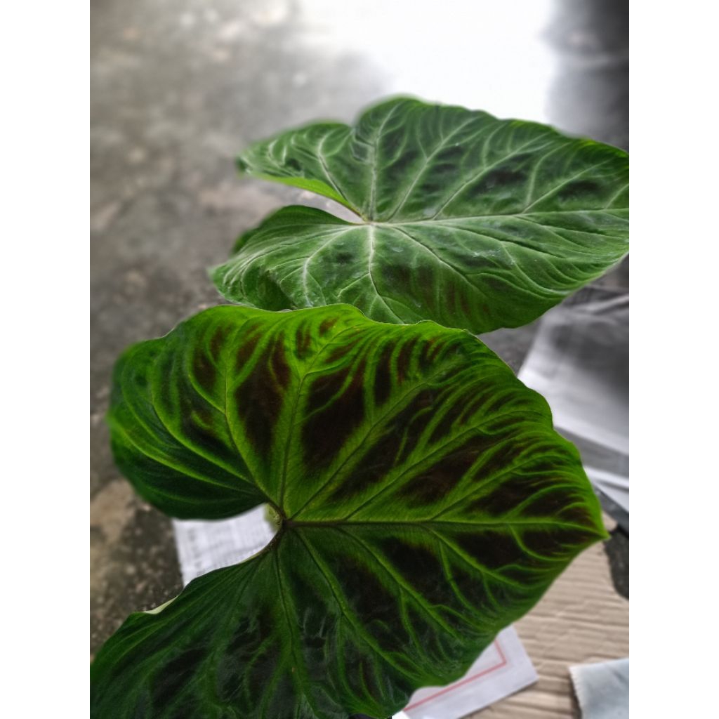 tanaman philo verucosum