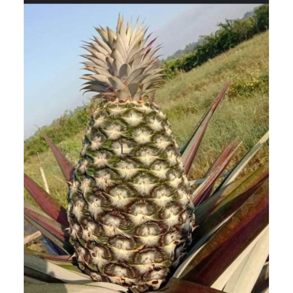 BIBIT NANAS MADU SUPER JUMBO