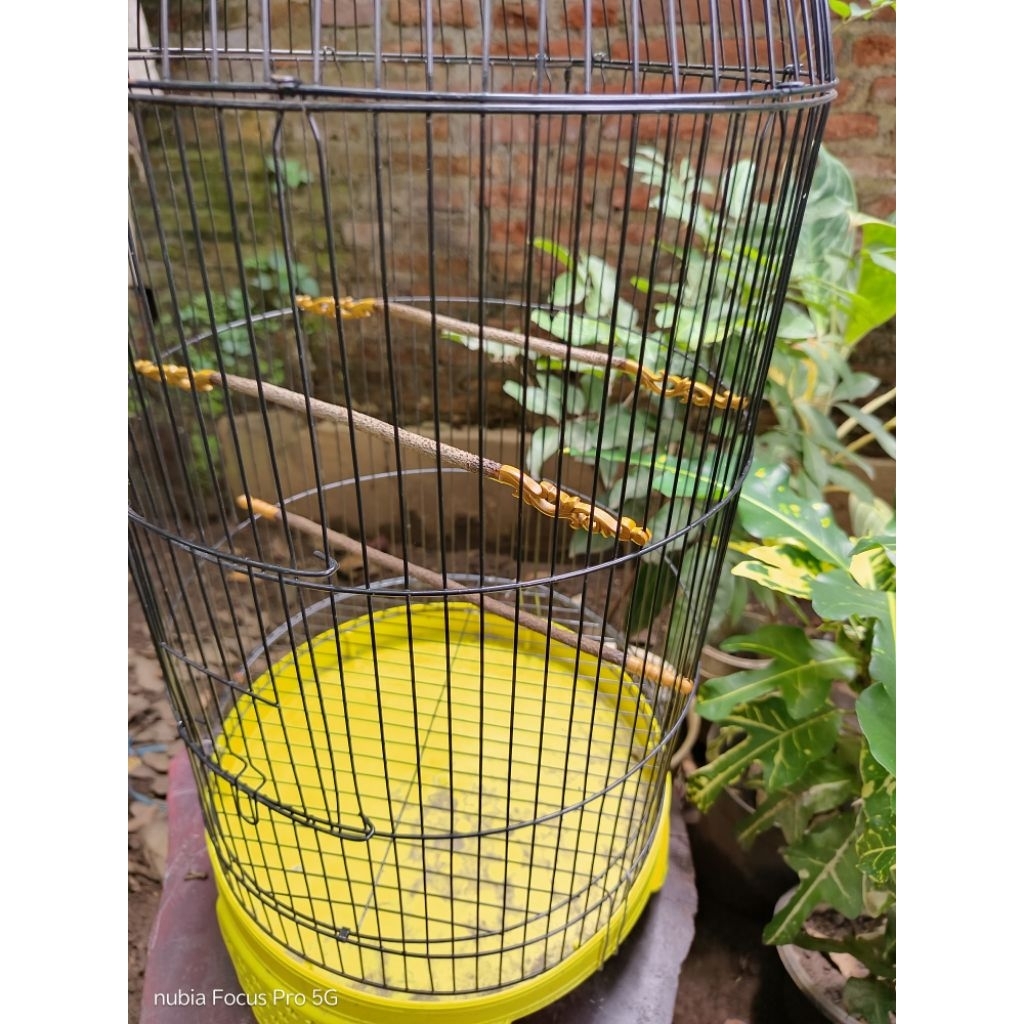 tangkringan konin Shogun asem Bali paket lengkap isi 3 untuk sangkar lovebird