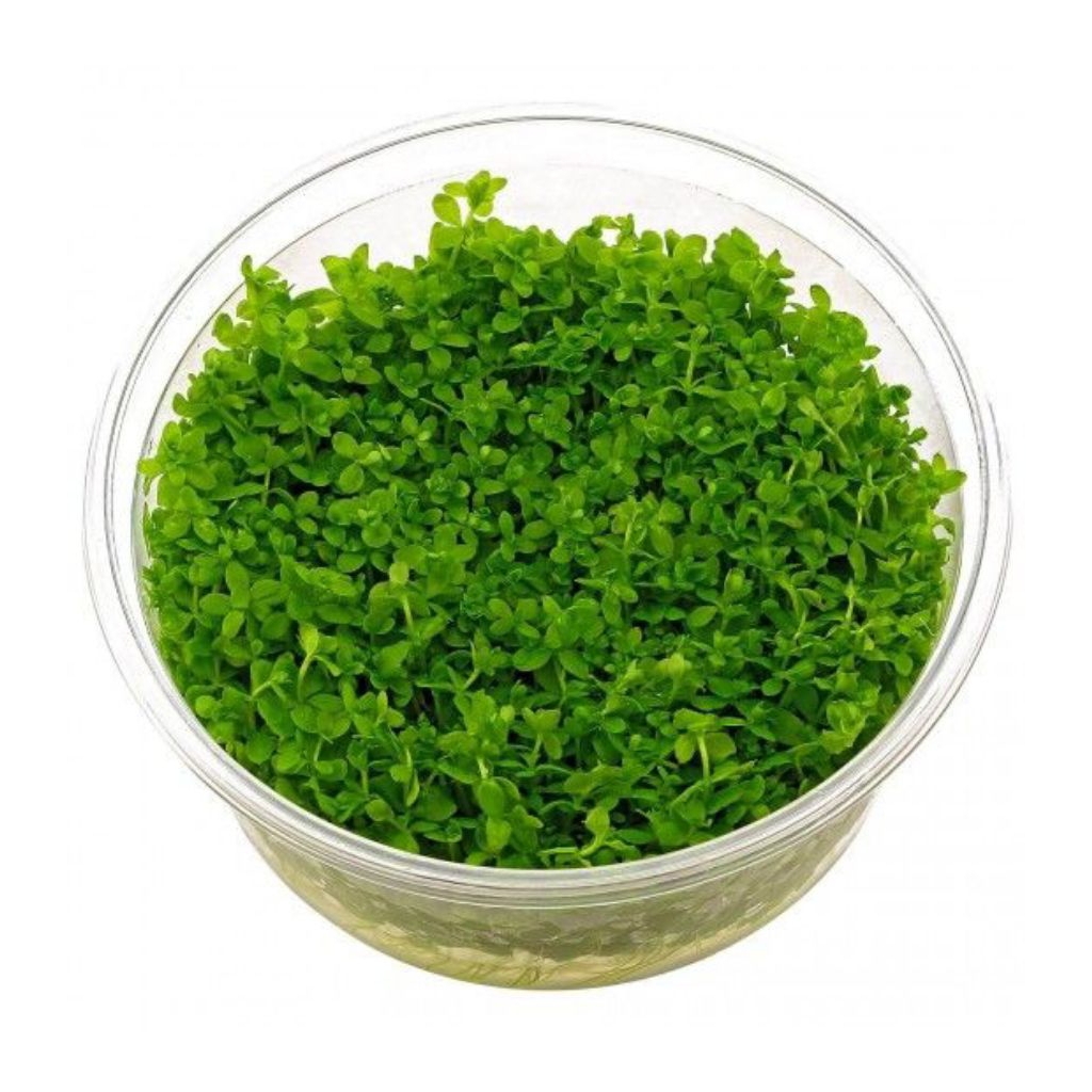 Monte Carlo (Micranthemum ‘Monte Carlo’) – Tanaman Karpet Aquascape