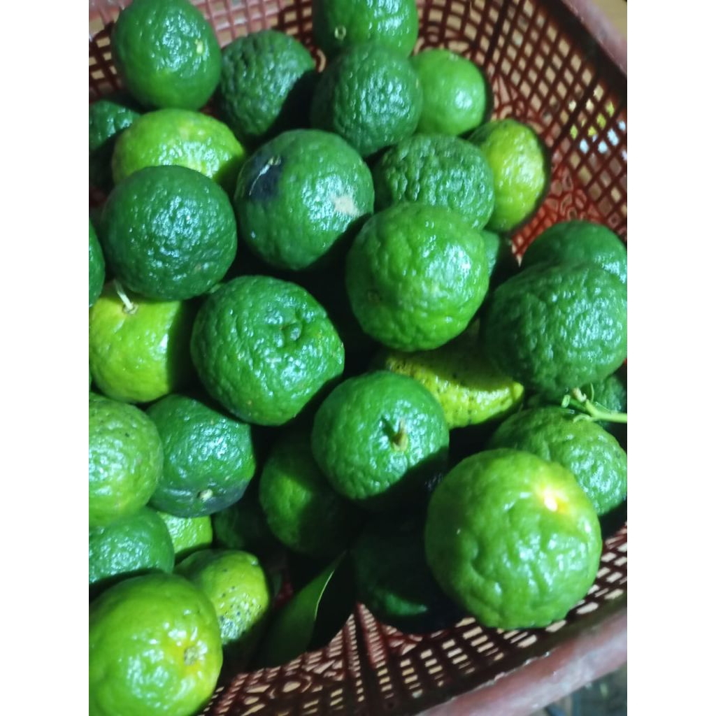 

jeruk limau ukuran sedang