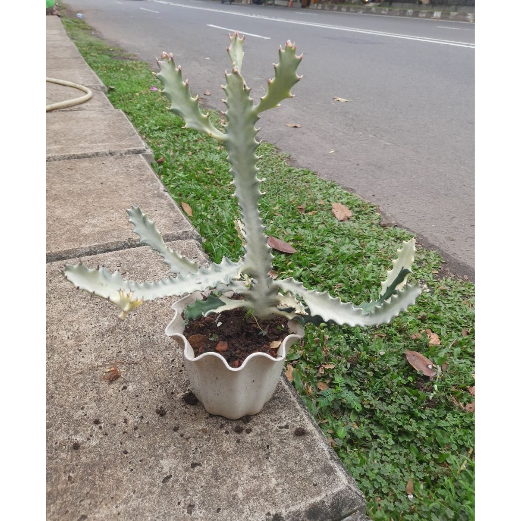 tanaman hias kaktus tulang plus pot putih