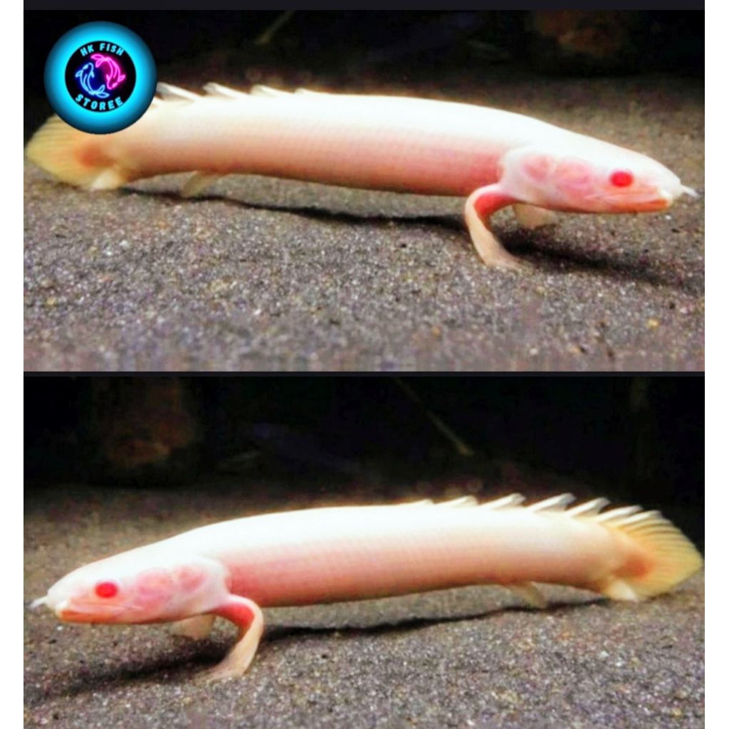 ( Garansi se-Indonesia raya ) palmas albino 10-12 cm mata merah