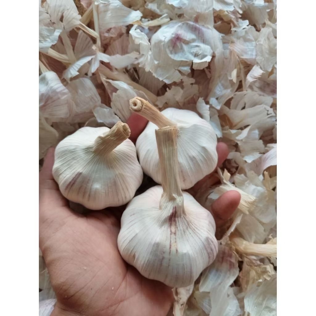 HONAN/SINCO~BAWANG PUTIH (1KG)