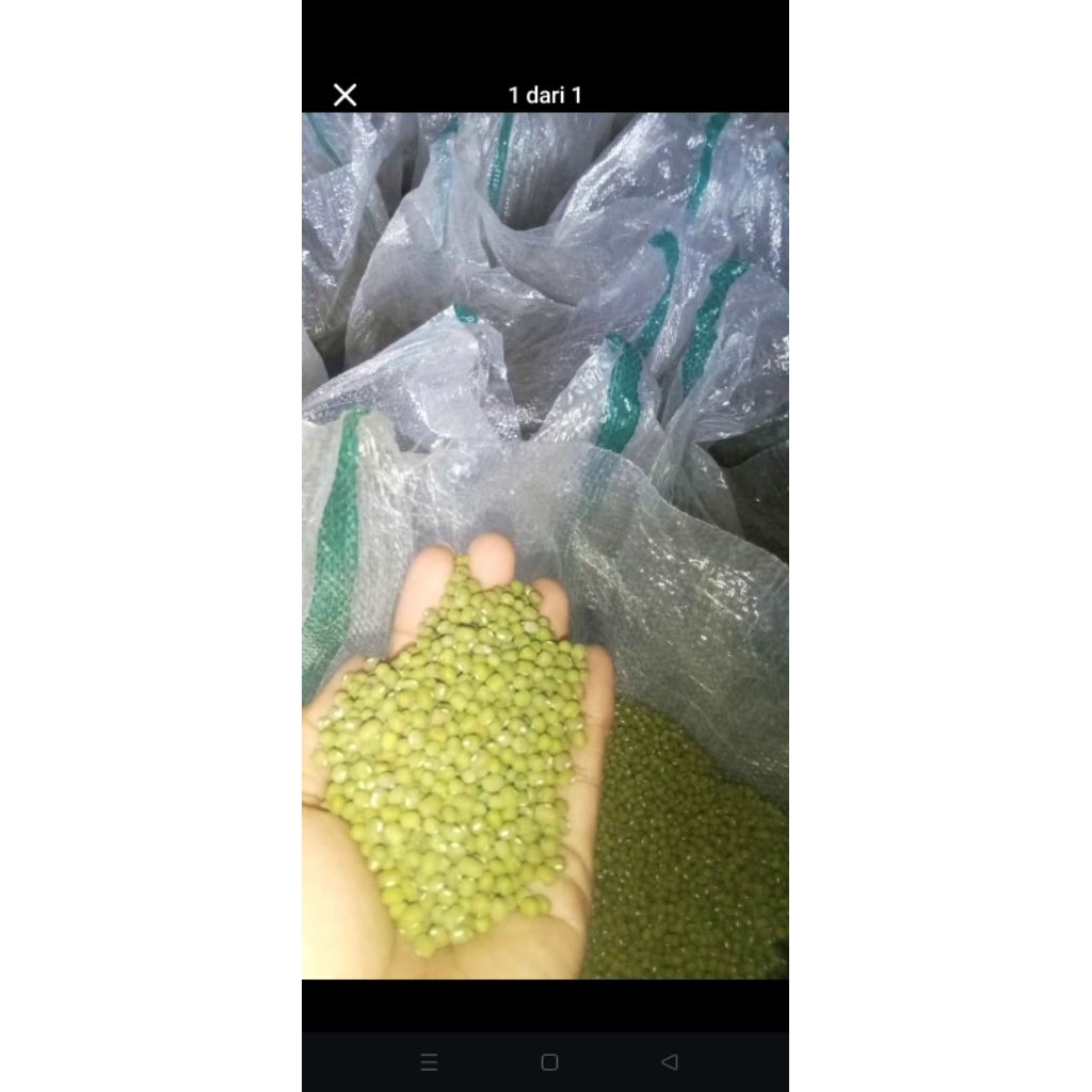 kacang hijau kecambah toge tauge termurah