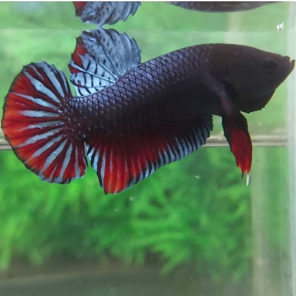 Ikan Cupang Aduan Fighter Import Anakan Vietnam Bahan Top Champion