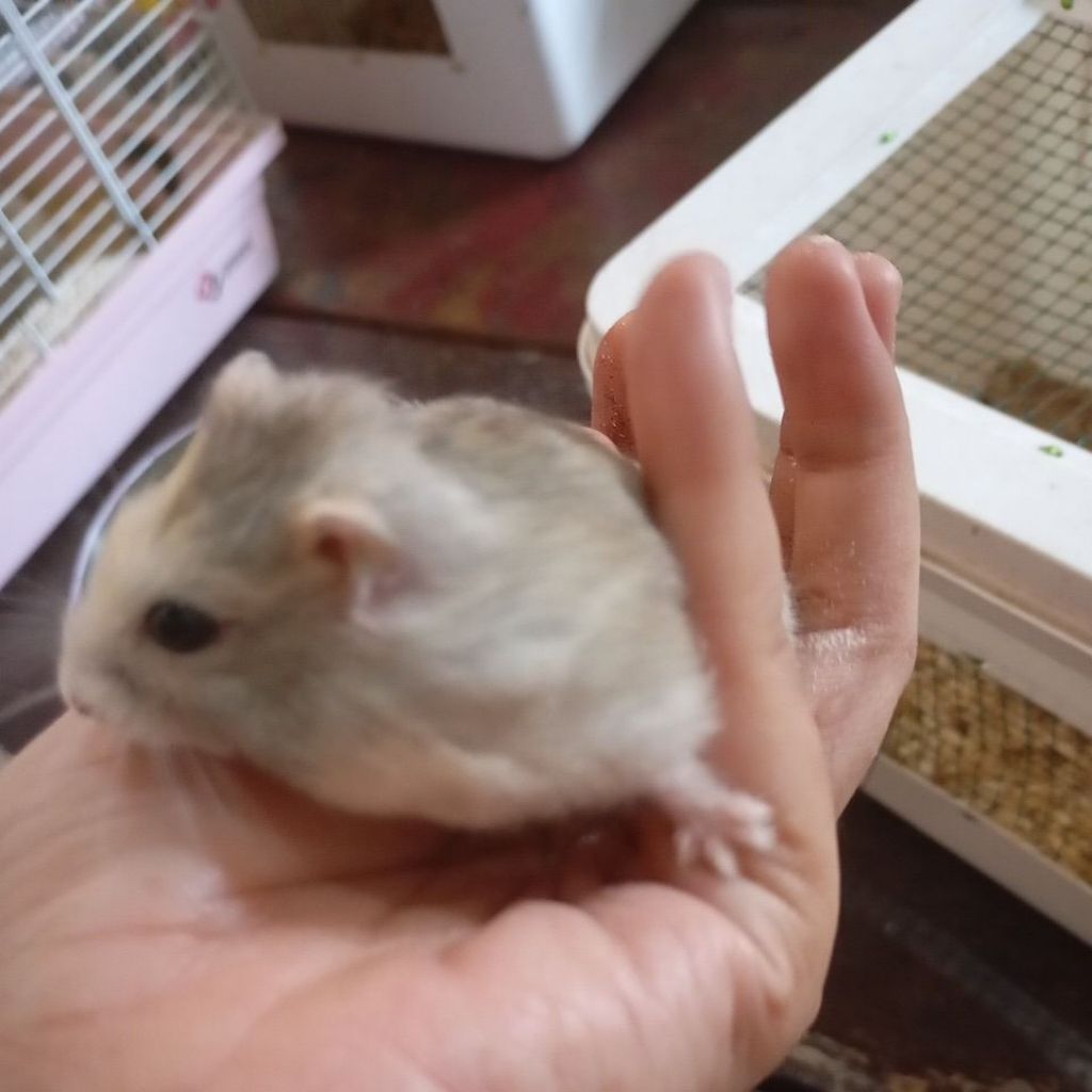 Hamster Winter White Golden Sapphire (DEWASA)
