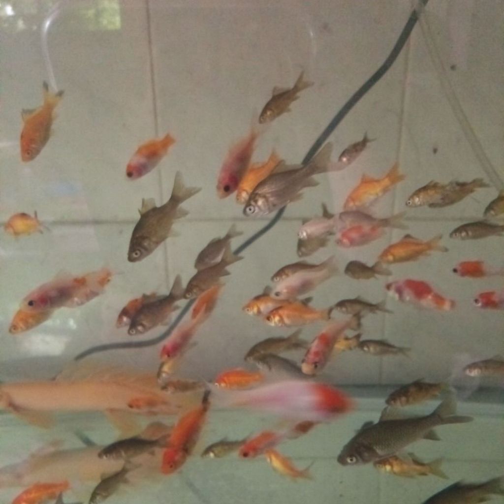 ikan mas pakan predator 1 liter