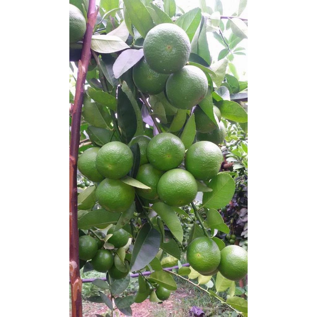 lemon / limun hijau California 1kg