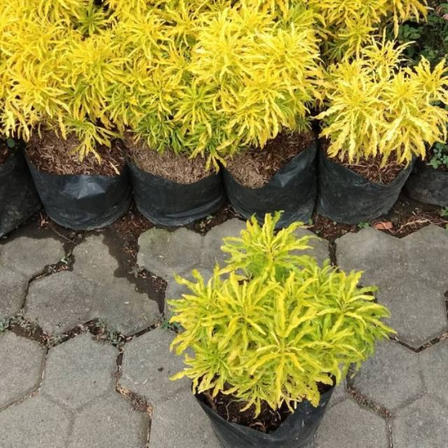 Bibit Tanaman Hias Brokoli Kuning - Harga Murah - Siap Tanam