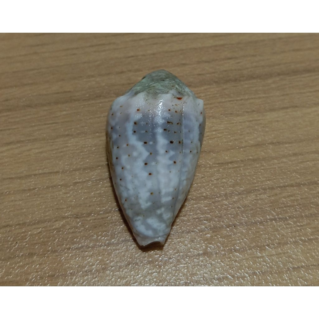 cangkang kerang Conus Coronatus