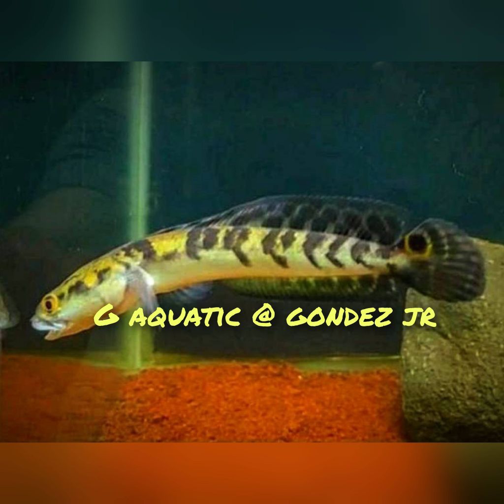 ikan Channa Maru  Y S size 14-15cm