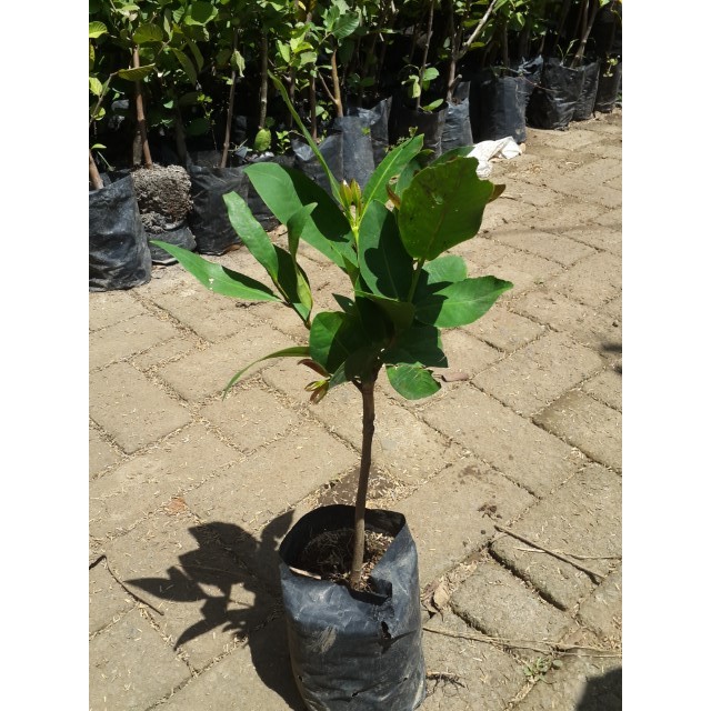 Jambu Air Red Taiwan - Jambu air - bibit jambu air red taiwan - bibit jambu air - bibit buah - buah