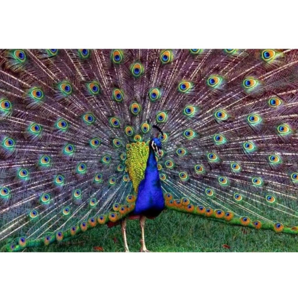 TELUR AYAM HIAS MERAK FERTIL ASLI UNTUK DI TETAS KAN